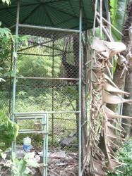 gibbon rescue 005 gibbon rescue 005