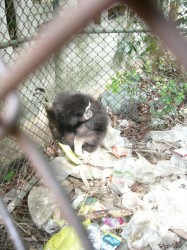 gibbon rescue 008