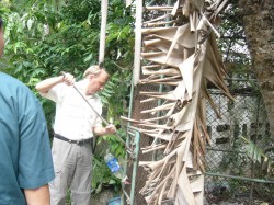 gibbon rescue 010 gibbon rescue 010