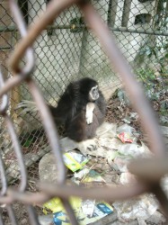 gibbon rescue 011