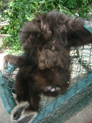 gibbon rescue 012 gibbon rescue 012