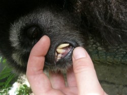 gibbon rescue 013 gibbon rescue 013