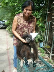 gibbon rescue 015 gibbon rescue 015