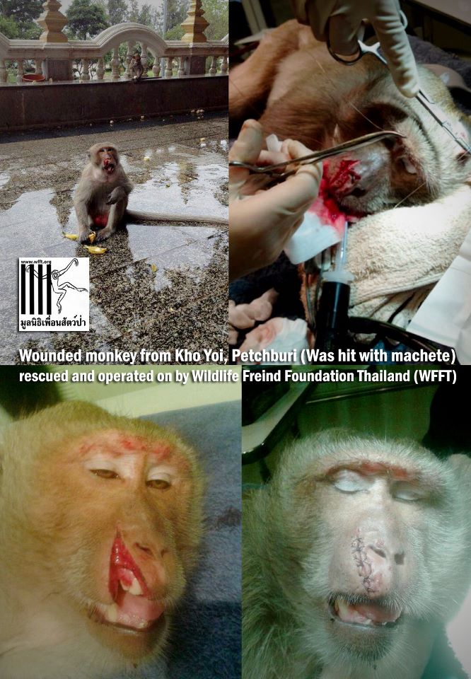 Khao Yoi Monkey Monkey found with injury taken in for treatment at WFFT
