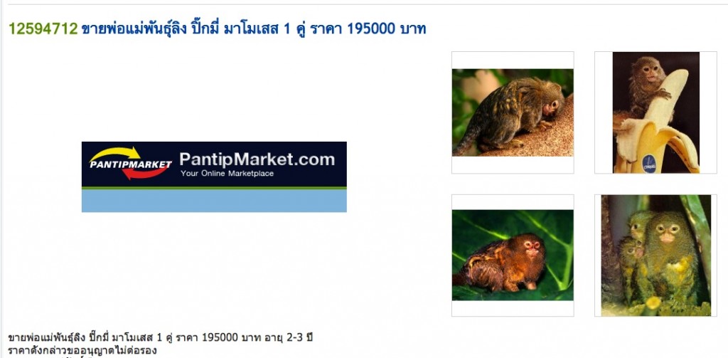 Advertisement for Pygmee Marmosets as pets