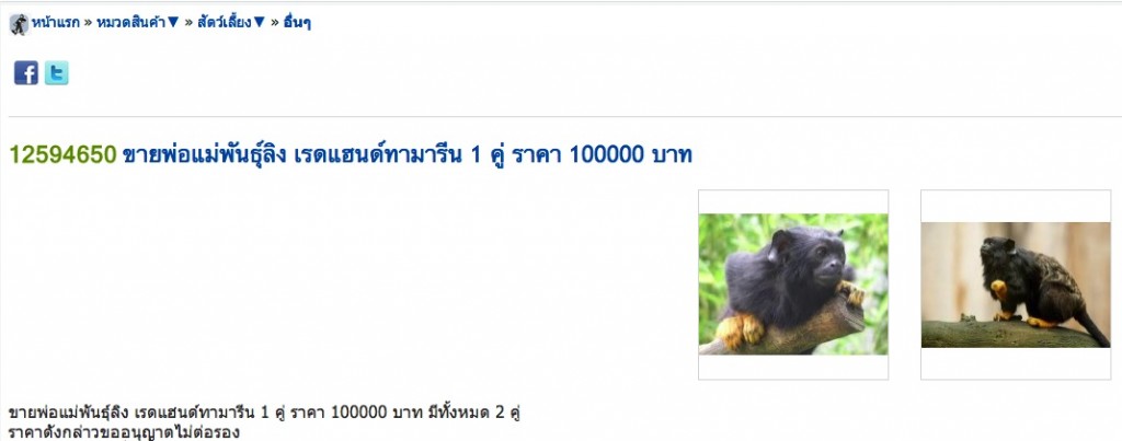 White-handed Tamarins for sale online July 2012