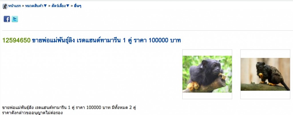 whitehanded tamarins THAI White-handed Tamarins for sale online July 2012