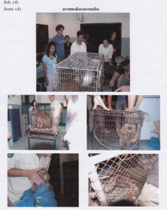 Wipusit dumps wildlife at WFFT as set up A Department of National Parks officer dumps wild animals at the WFFT wildlife rescue center close to midnight in 2004, some in bags. The officer did not leave any paperwork behind and a few days later Edwin Wiek fo the WFFT was arrested for illegal possession of wildlife, clearly a set-up.