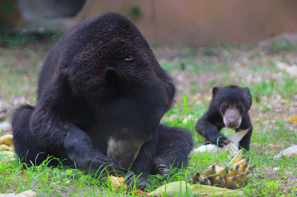 bearcub and mother Deena and Deedo enjoy lunch