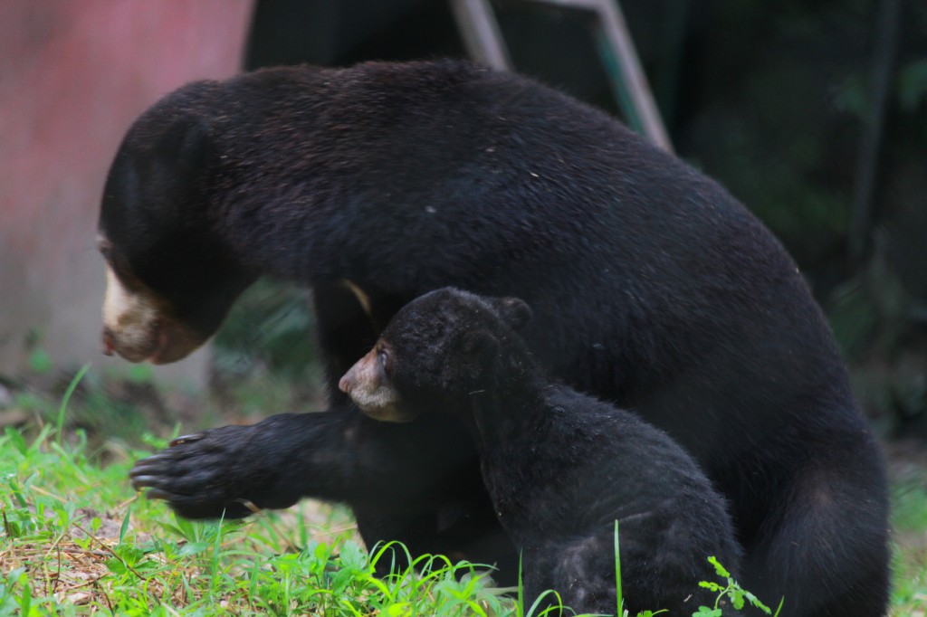 bearcub and mother 3 Mother and child go for a walk