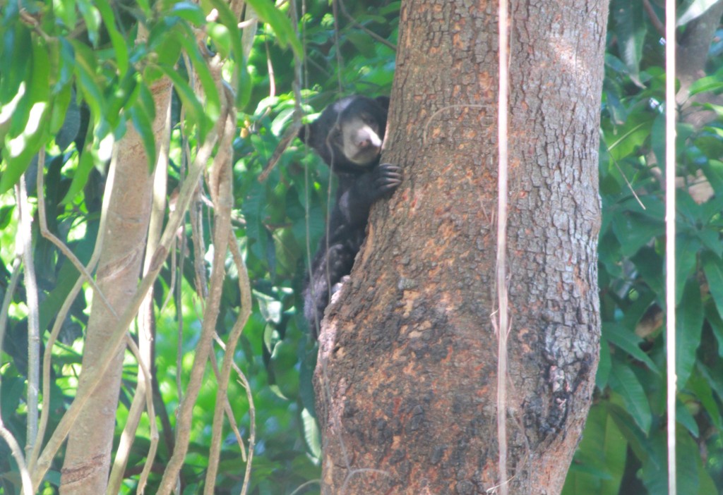 Deedo climbs one of her trees Deedo climbs one of her trees