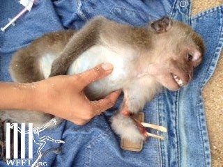 "Pokemon at rescue site in Krabi