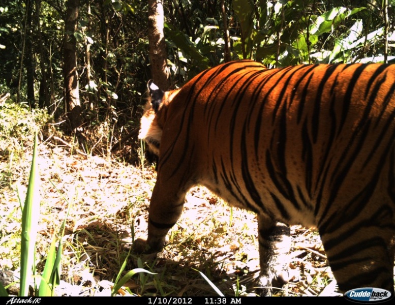 MaeWongTiger Photo of a tiger in Maewong NP made by a camera trap in 2012