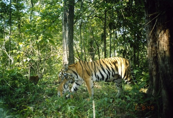 Screen Shot 2012-10-30 at 2.10.57 PM A female tiger with her cubs at Mae Wong
