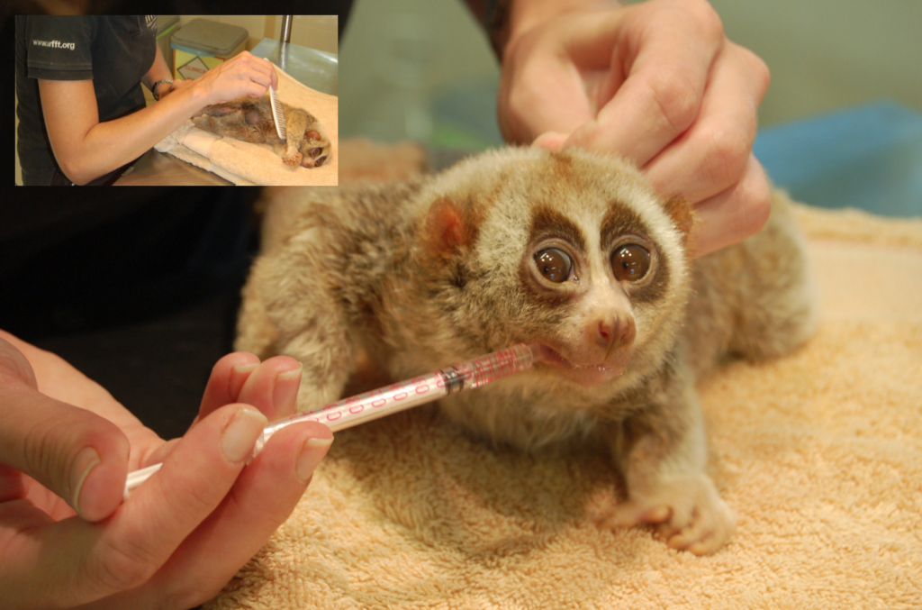 Loris rescue WFFT