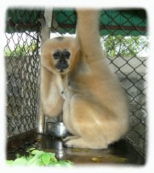 A Close Up Of Bong Before The Rescue