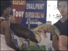 An Eagle And Iguana Are Used For Tourism Purposes On Koh Samui