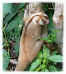 A Loris Climbing Up The Trees After Release