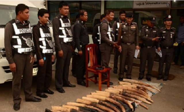 Tusks and minivan on display at Chumporn police station