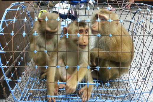 Russian Couple Arrested With Photo Monkeys