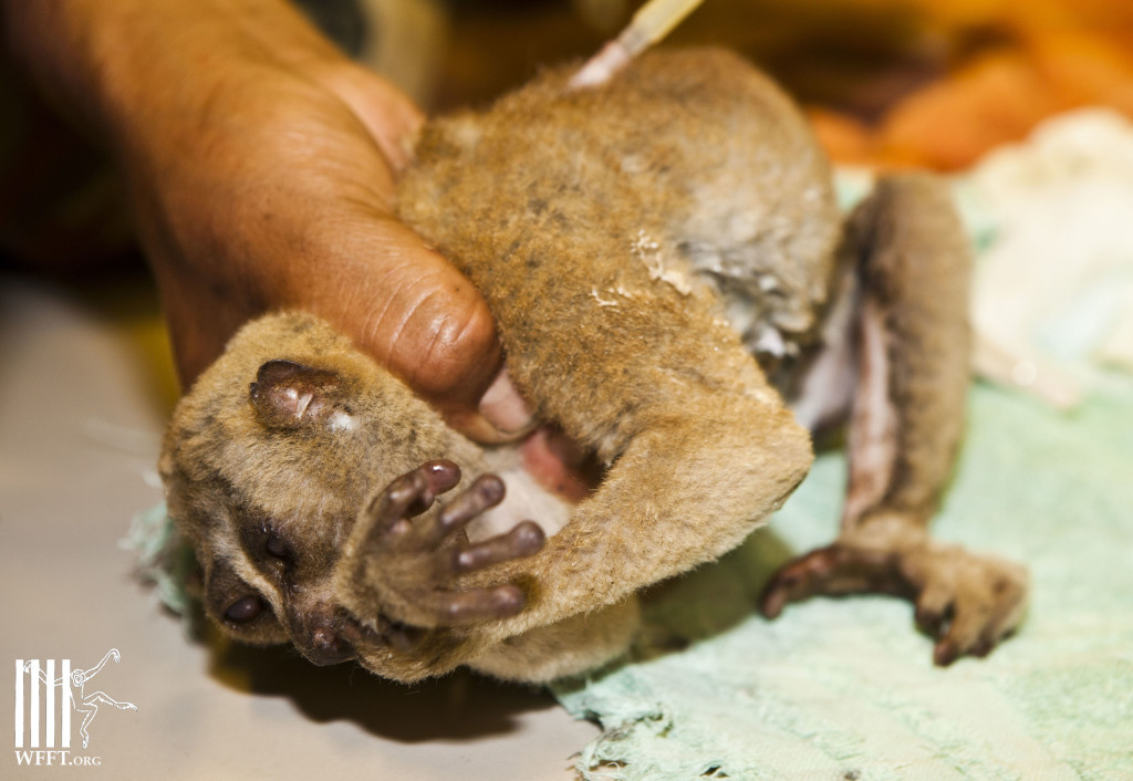 WFFT_RescueSlowLoris_220313_WM