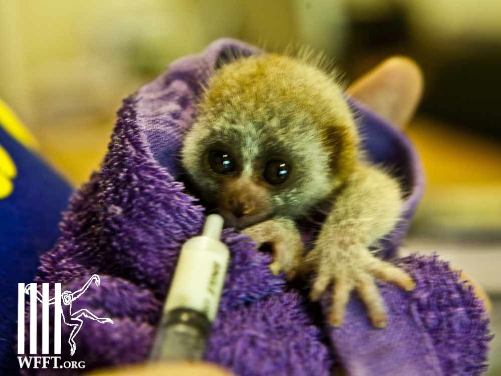 The baby loris being fed at WFFT hospital