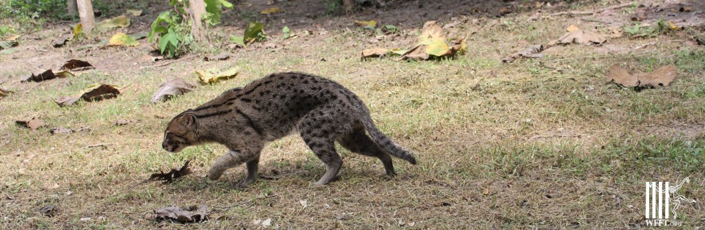 Slowly and carefully  checking out the new habitat...