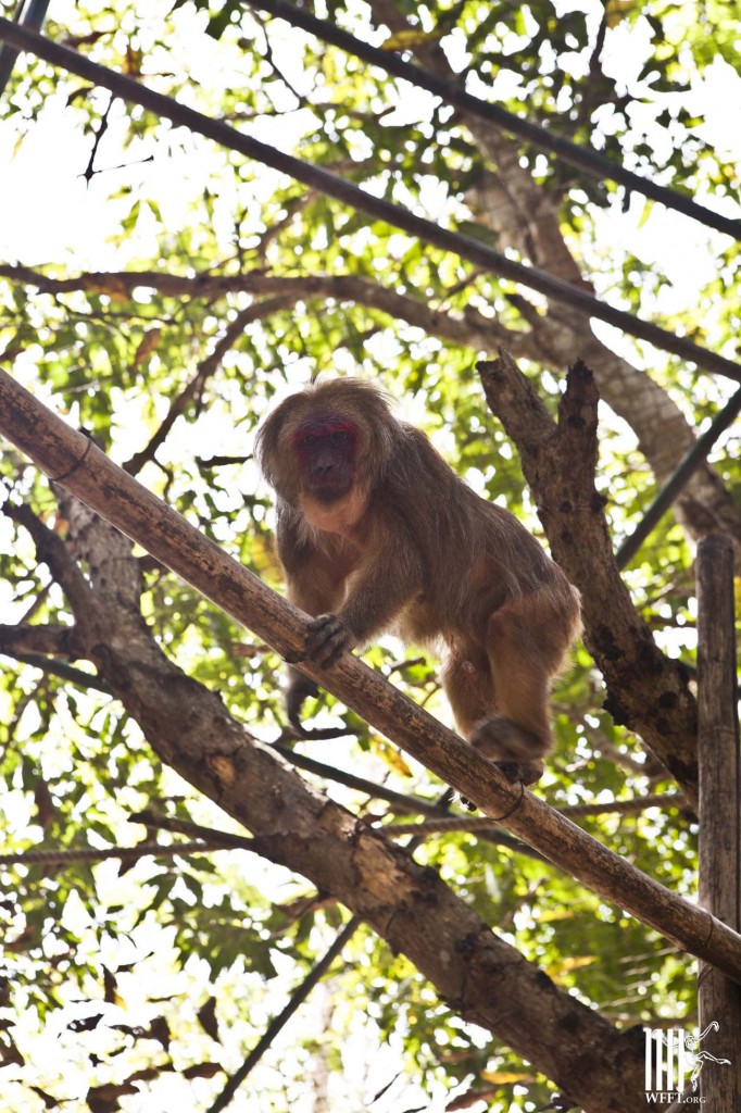 Nadaeng 6 months after rescue!