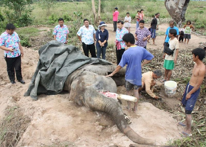 The old elephant never stood a chance