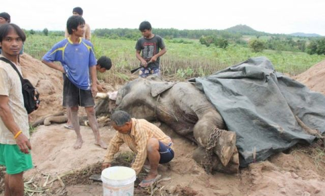 All legs of the elephant chained together