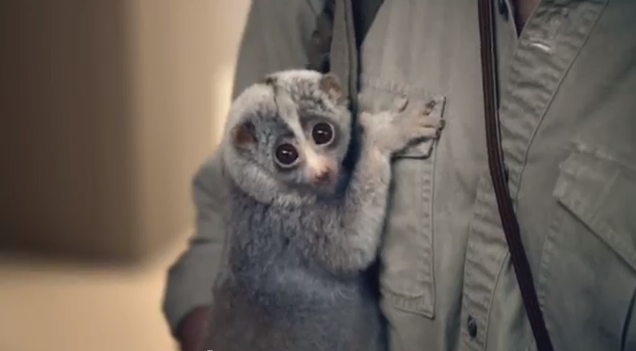 The loris used in the TOA commercial