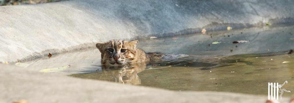 Cooling down and chilling in the pool