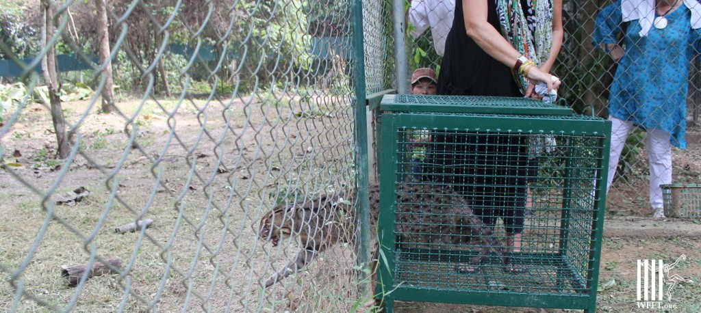 Being released into an open field after 4 years in a 3x3 meter cage...