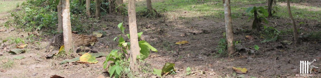 Before climbing the trees first  marking the territory