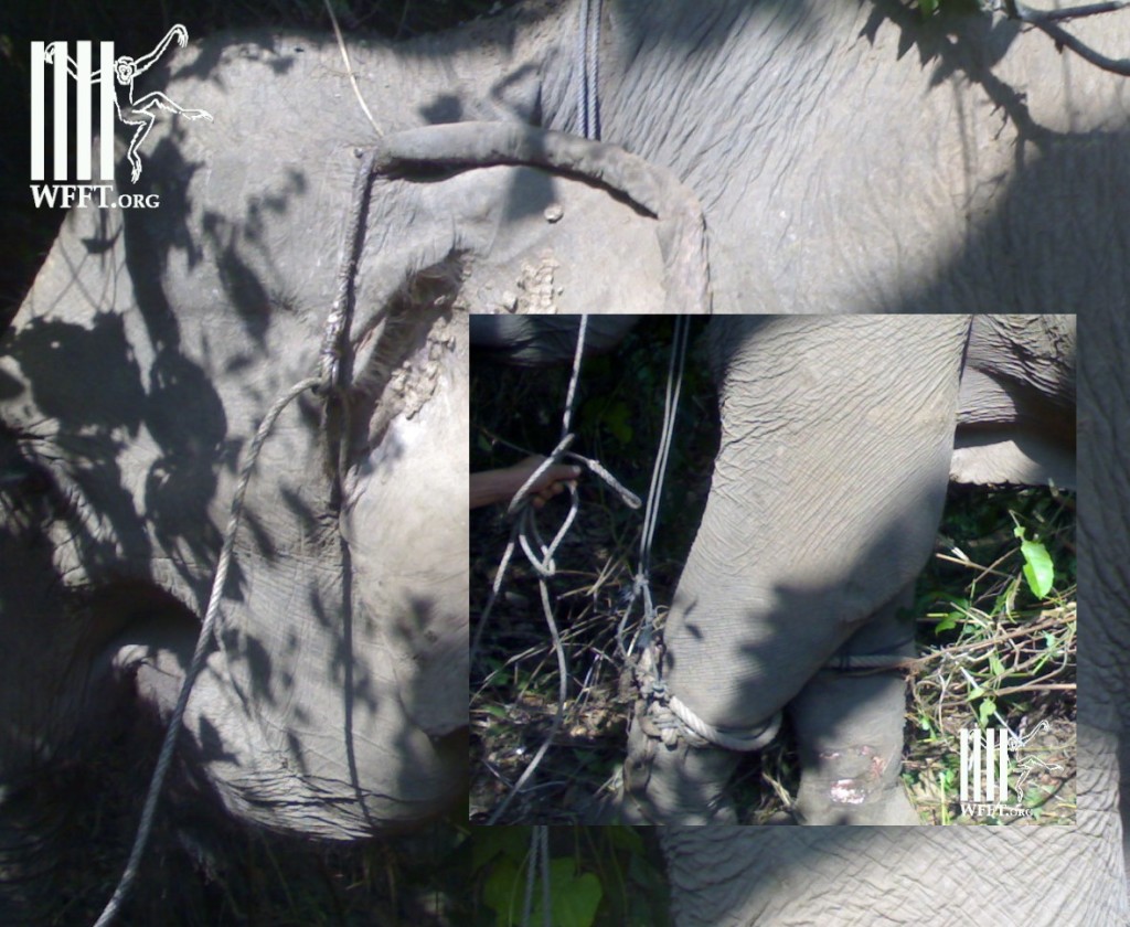 Wired and roped up in a Western Thai forest, ready to be taken to an elephant tourist camp