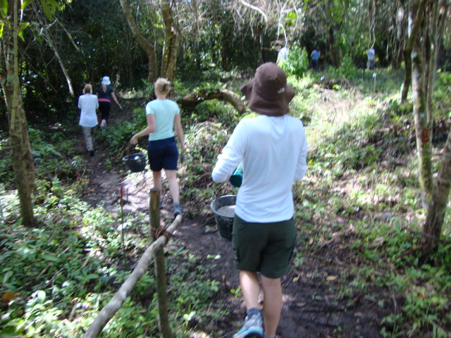 Volunteers head into the forest to plant on open spots