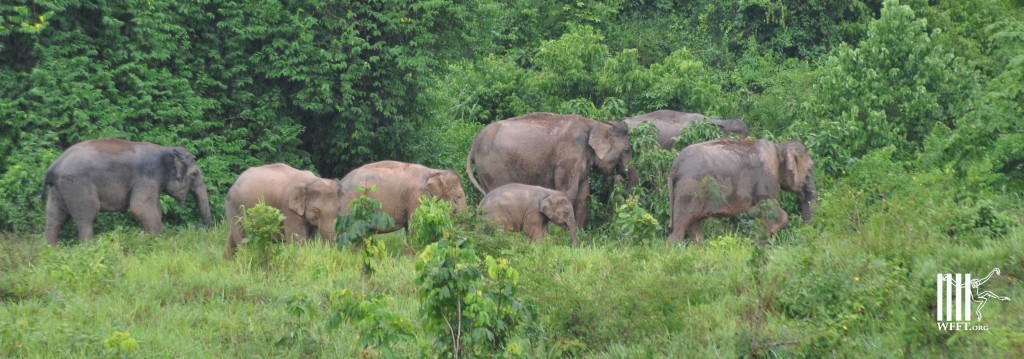 Wild elephants in Petchburi province