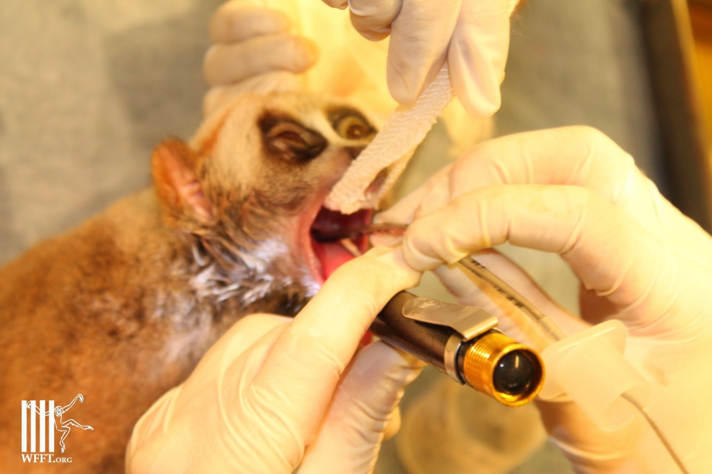 On first check up we found the loris needed urgent surgery.