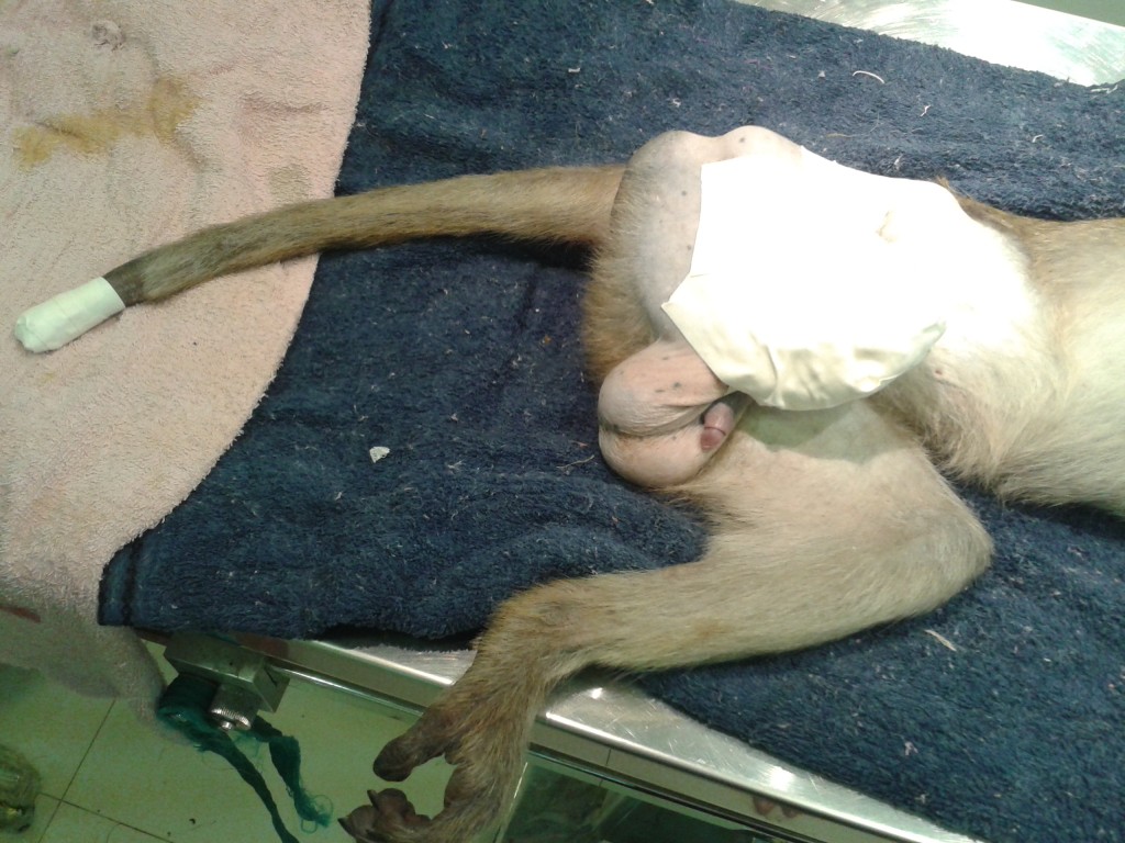 Joker right after amputation surgery