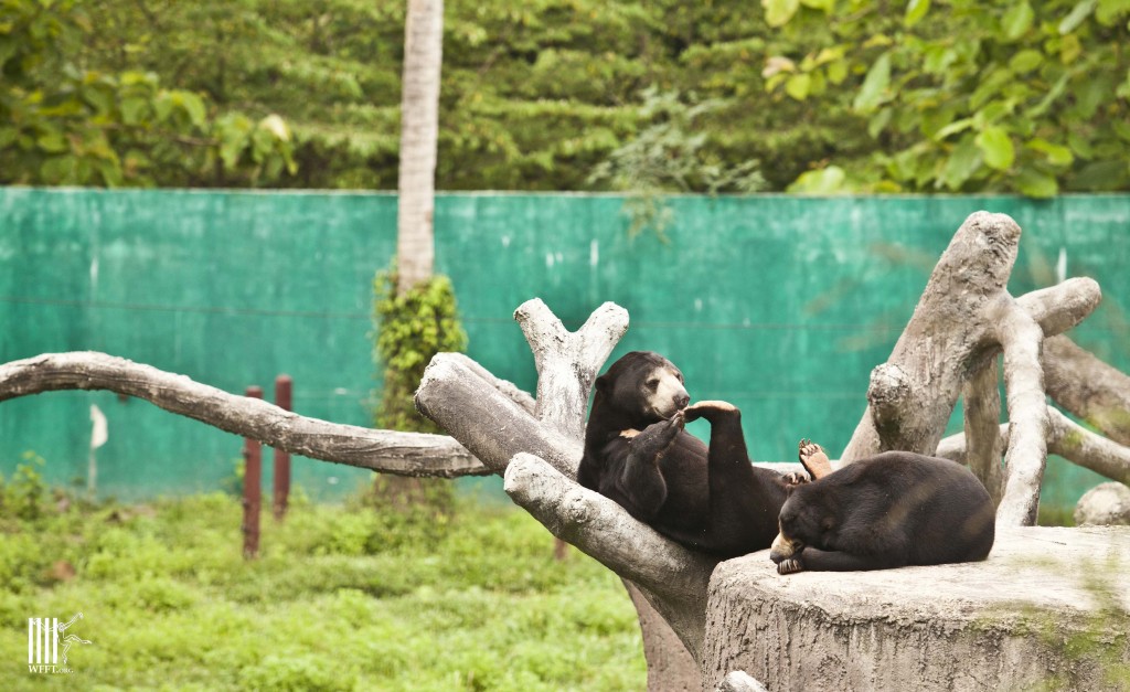 "Poppy and Peanut" relax before afternoon feed