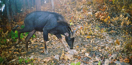 WIld serow (photo by WCS)