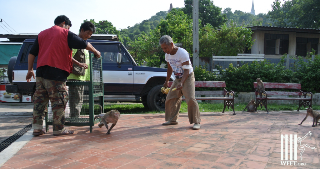 the end of a perfect rescue is the beginning of a live back in the wild!