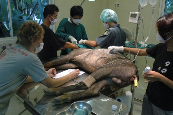 A serow under surgery at WFFT in 2011