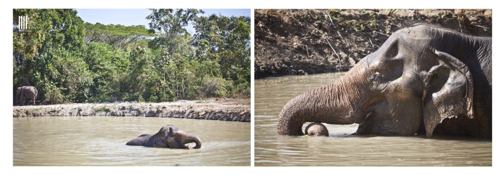 WFFT_Ceremony_Elephants19aWMm_160114