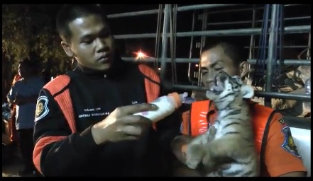 Road Rescue Worker Feeds Cub