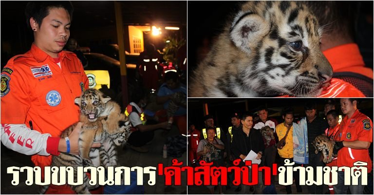 tigers Khonkaen feb 2014