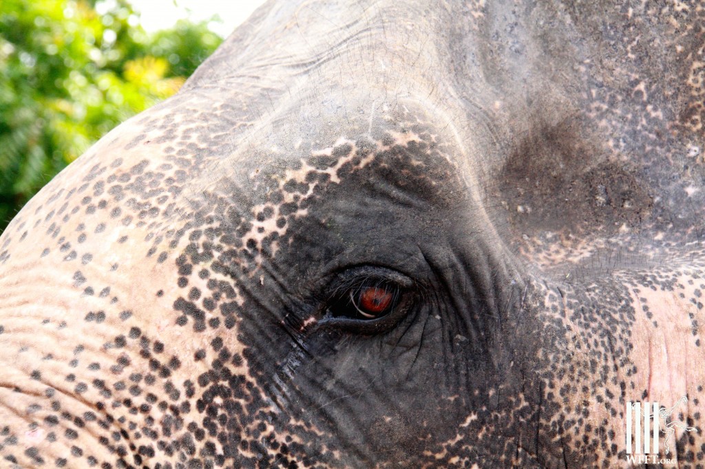 Beautiful eyes will see a new life.