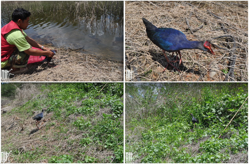 Swamphen release