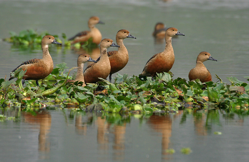 Lesser Whistling Duck