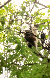 RescueMacaqueTakow11